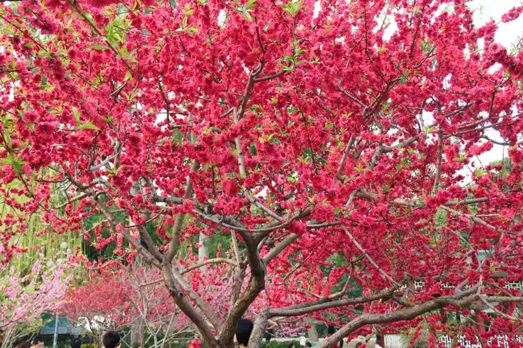 我拍梅花人画梅,每梅入心心中美