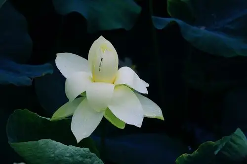 园明园…香莲开盛夏,芳心朵朵鲜.美好的生活,因"荷"而来.