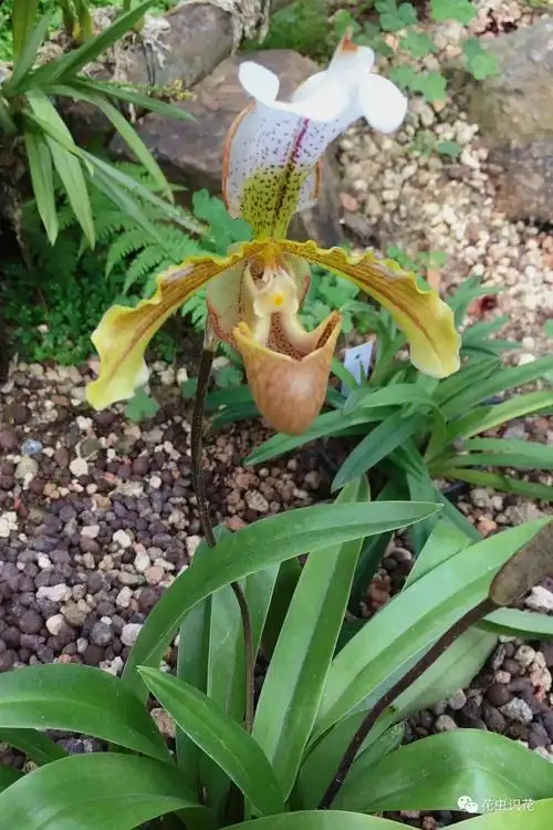 带叶兜兰(兰科 兜兰属)