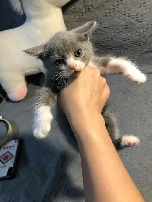 2月大英短奶猫