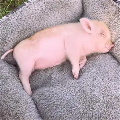 萌猪照片头像,高清呆萌可爱的小猪图片头像