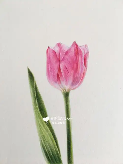 零基础彩铅教程来咯粉色郁金香