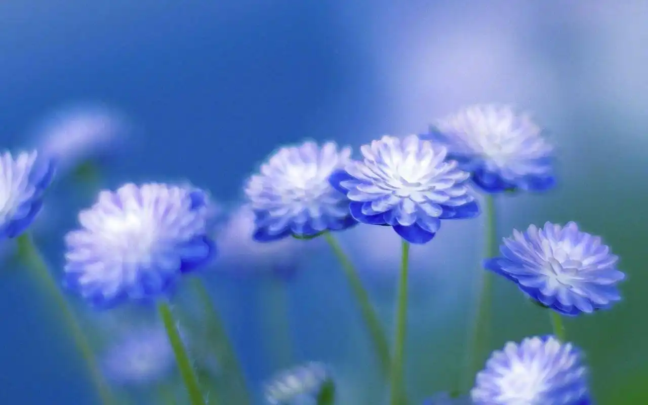 清新淡雅唯美花卉写真,高清图片,电脑桌面-壁纸族