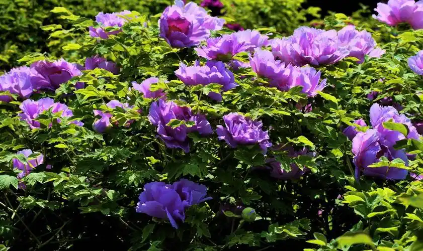 又到牡丹花开季节_人民公园_文明_花草