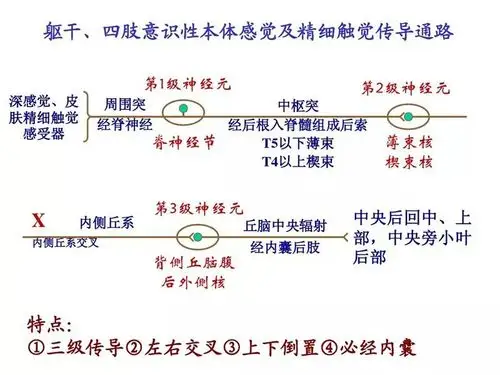 儿康进行时第24期五大感觉系统之触觉
