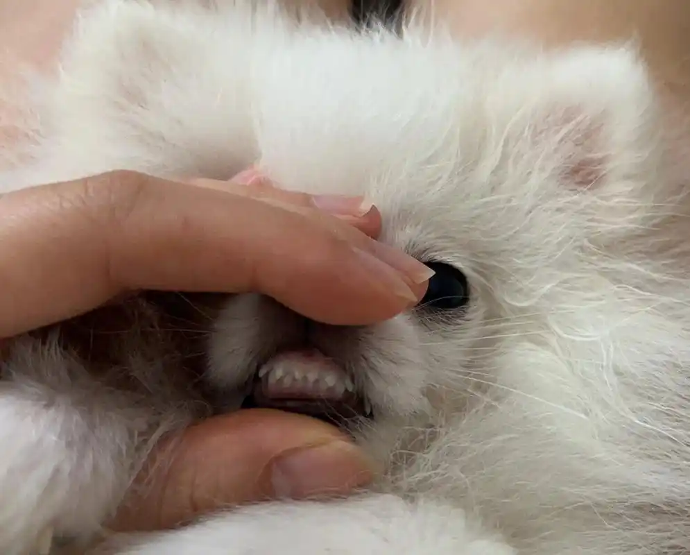 三个月博美小乳牙 今天早上想看看他的小牙,小门牙也太可爱了吧hhh也