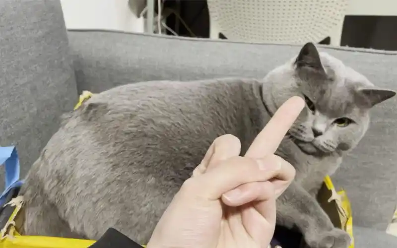 当你对猫竖中指