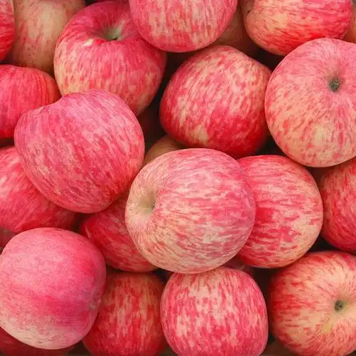 现摘红富士苹果水果山西吉县当季新鲜精品品大苹果