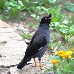 包活 精选会说话的鸟 头窝 八哥活体 鹩哥 只只都快学舌说话了