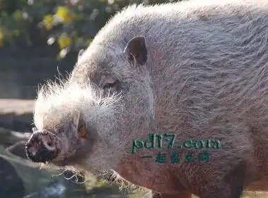 世界上胡须浓密的动物top102