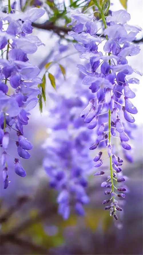 唯美紫色花卉图片高清手机壁纸