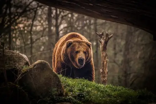 brown,壁纸,高清壁纸自然,动物,熊,野生动物,风景,森林,颜色,棕色