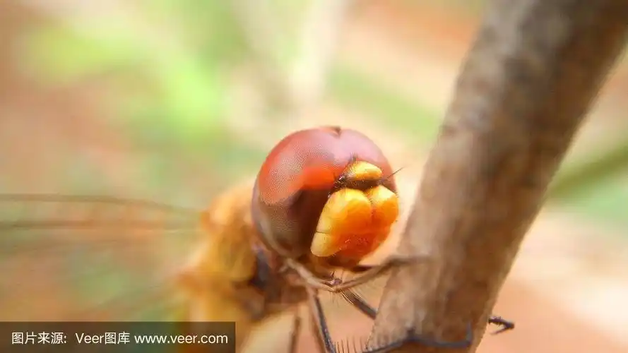 蜻蜓,黄色,人的嘴,食品,野生动物