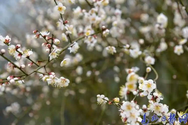 百节万亩乌梅开了,约吗!