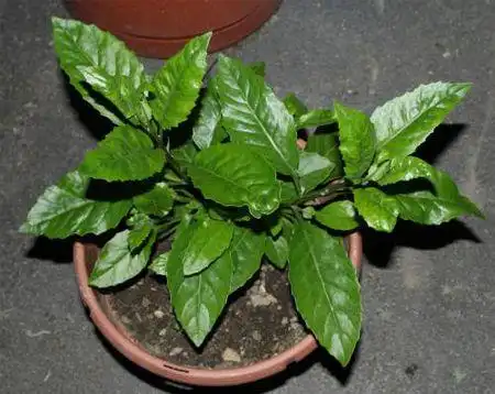 展开全部 明月草 别名白背菜 鸡毛菜 富贵菜