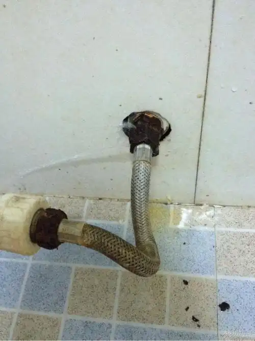 九成人不知蟑螂天敌是啥家里放一物蟑螂跑光光了