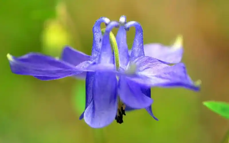 小清新猫爪花,高清壁纸图片,鲜花背景-回车桌面