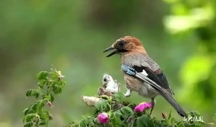 松鸦鸟.松鸦鸟,属雀形目鸦科松鸦属类,在中国分布于云南,甘肃 - 抖音