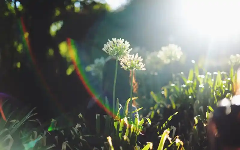 盛夏一光年,花朵,唯美,阳光,安静,明媚,阳光正好盛夏一光年壁纸图片