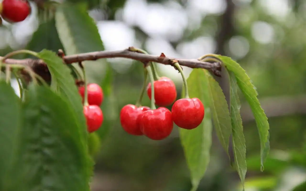清新新鲜的苹果绿色水果高清电脑桌面主题壁纸一
