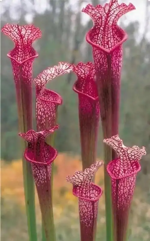 传说中最神秘的花世界上最神秘的花是什么花