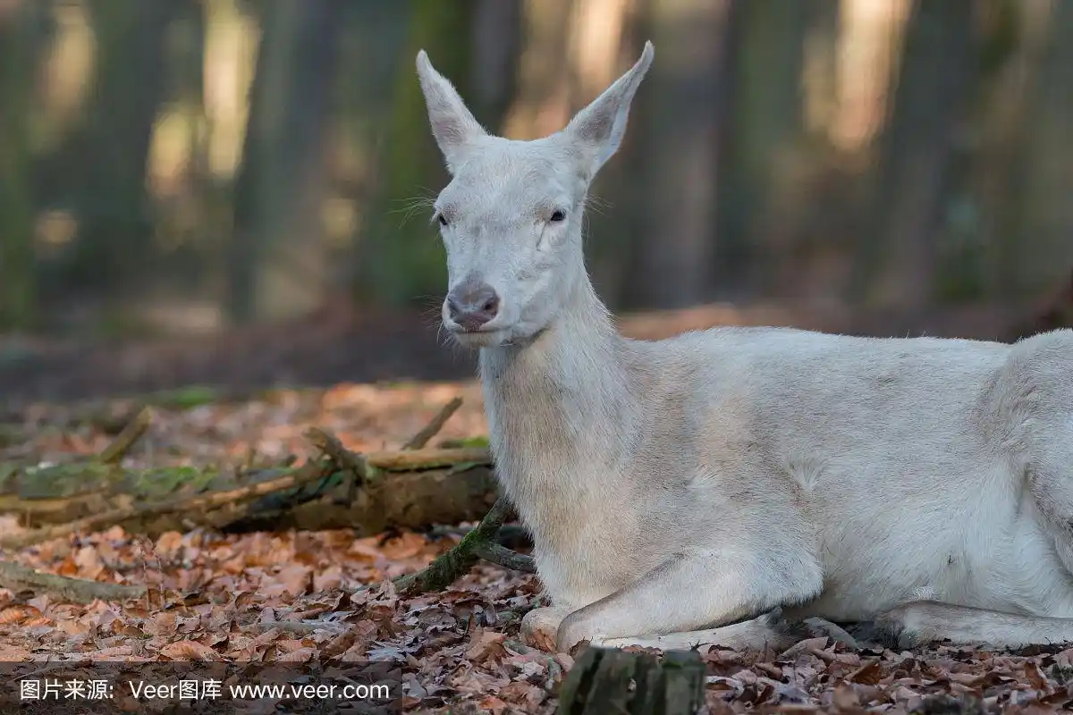 白色马鹿