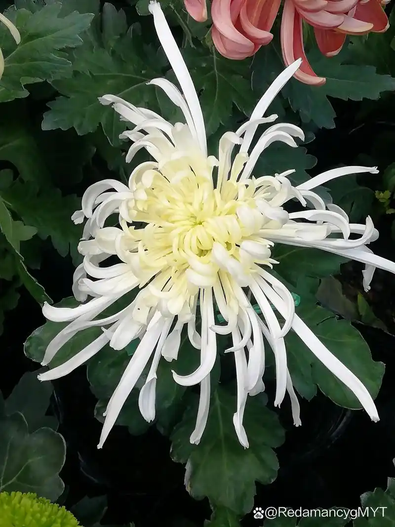 😊  今天的这朵白色菊花,真的让我惊艳到了!