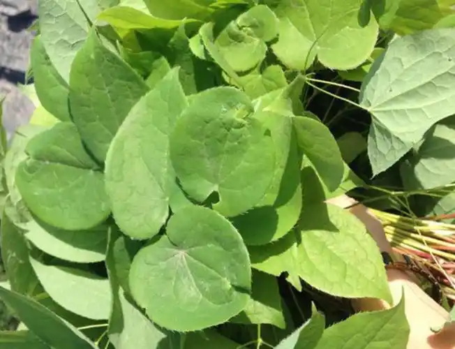 干燥的表皮中等花岗岩花叶野生天然草本植物