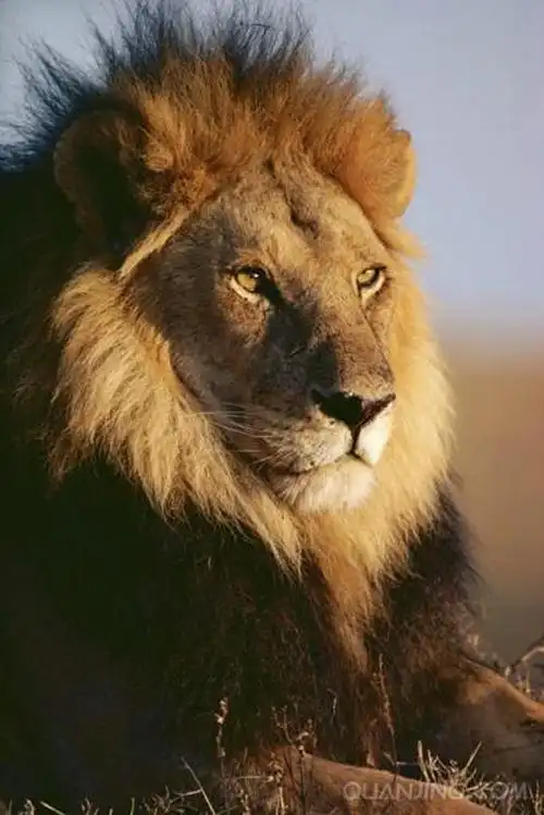 草原王者,威武的公狮.