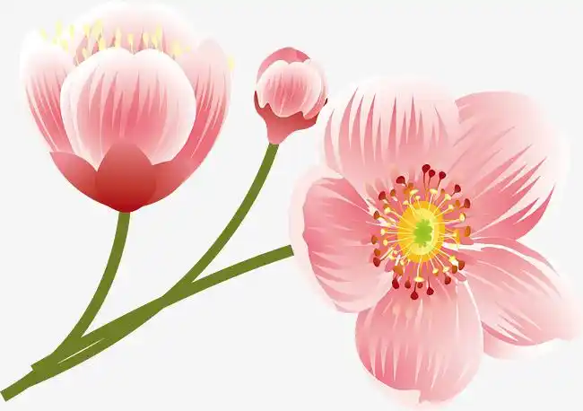 粉红少女桃花枝水墨粉红桃花