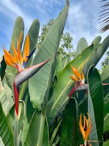 极端美丽的花名:天堂鸟