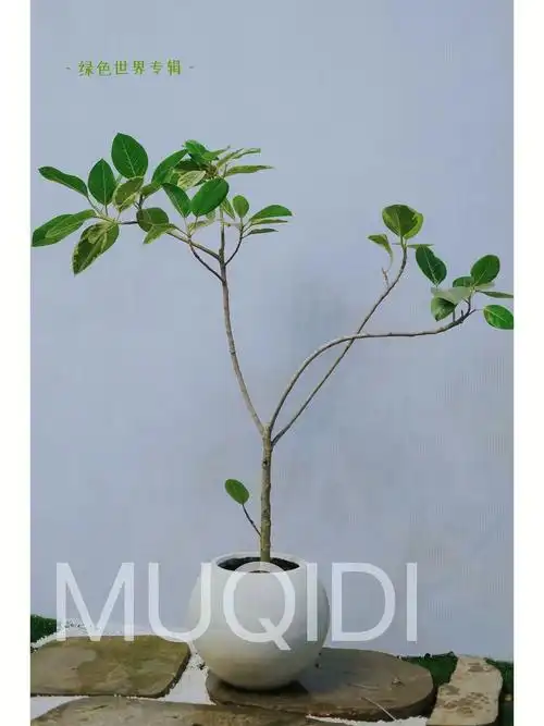 木栖地绿植分享