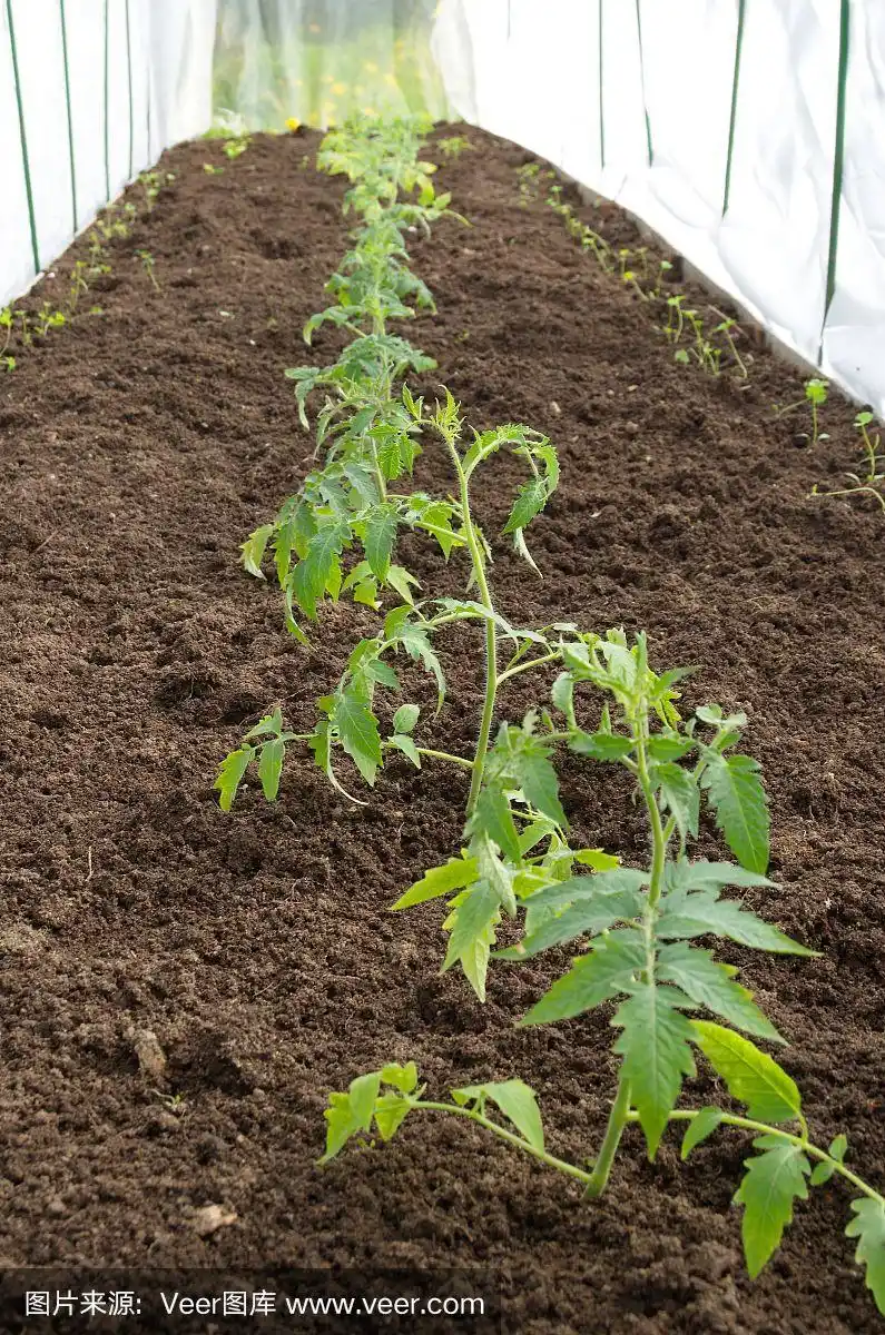 西红柿幼苗生长在花园里