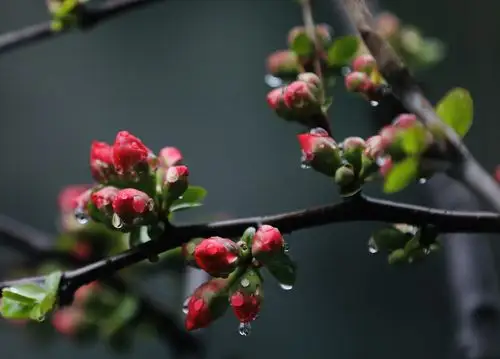 雨后含苞待放的海棠花.