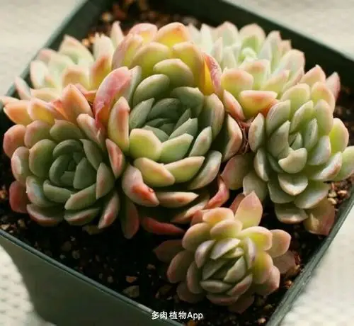 打赏10花币 冰梅