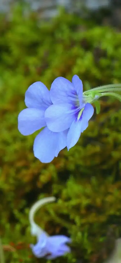 iphone 壁纸 蓝紫色的花朵,花瓣,茎
