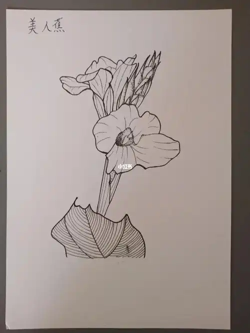 针管笔花卉美人蕉