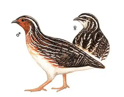 美国语文第五册(mp3 中英字幕) 第151期:鹌鹑(4)_小学英语教材 - 可可