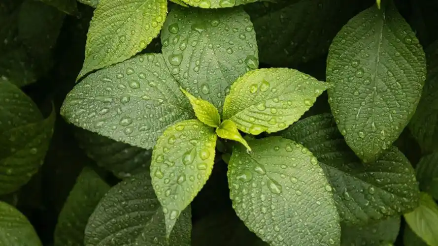 树叶水滴之美,高清绿色植物4k壁纸,3840x2160宏观背景图片下载