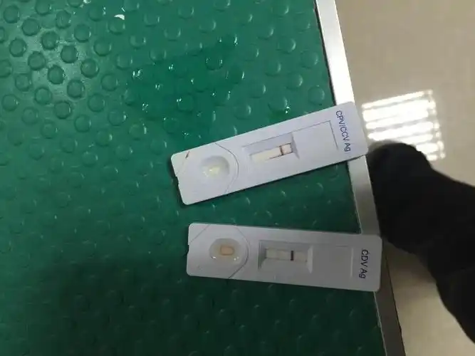 试纸是否说明小狗得了犬瘟及犬冠状?