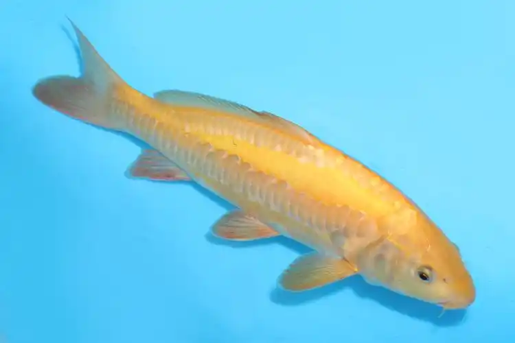 香港:小西产 德国介子鲤 当才 34cm 雄性263067