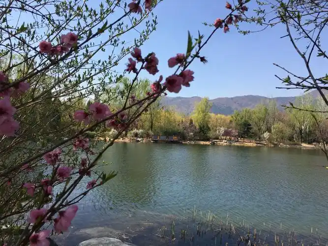京城四月天——北京植物园海棠花,桃花篇