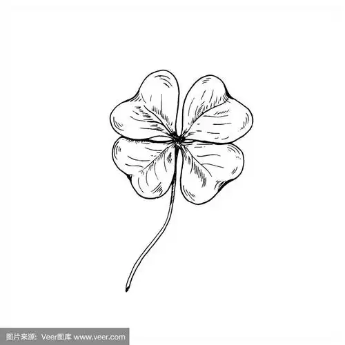 手画四叶草.矢量插图,孤立在白色上.