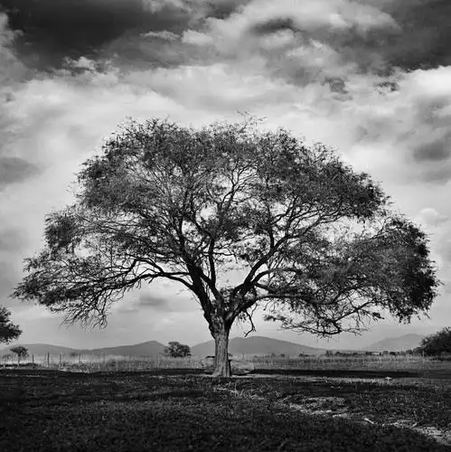 无人,方图,黑白,高对比度,室外,白天,正面,旅游,度假,旅途,美景,植物