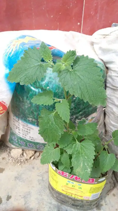 或者其它薄荷种类?求解答