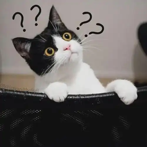 一组猫咪歪头杀图片:看完后不由自主地歪脖