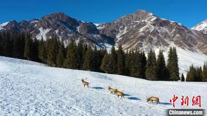 新疆昌吉市:野生天山马鹿雪地漫步觅食