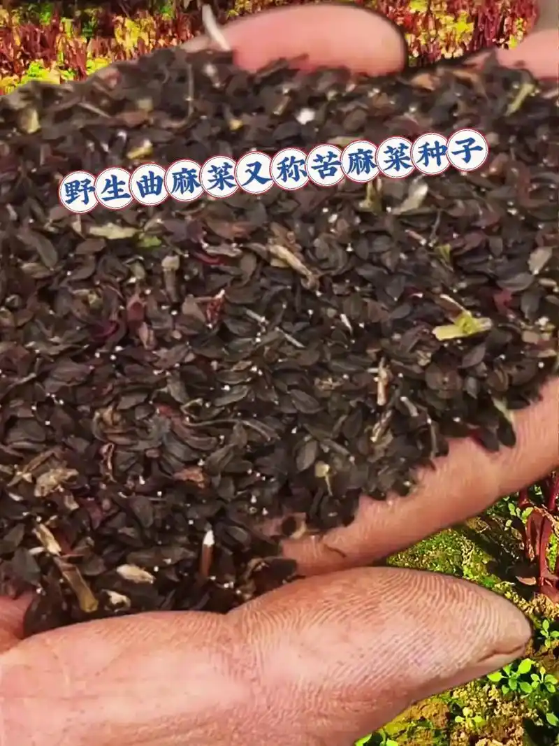 野生曲麻菜又苦麻菜种子野生曲麻菜,是大自然赐予我们的一份宝 - 抖音