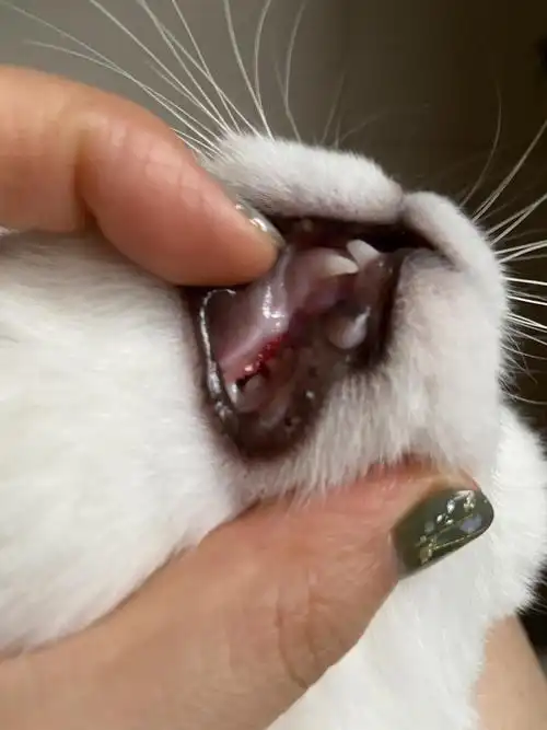 这是外侧,红色牙龈位置那几颗小牙刚刚还有的!