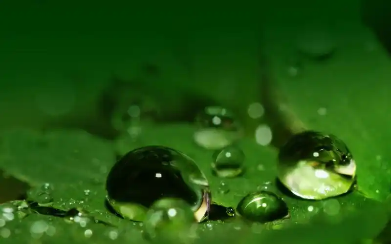 绿色高清水珠图片壁纸